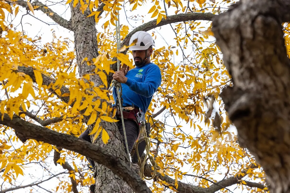 Skilled Tree Transplanting crew working in Kadoka